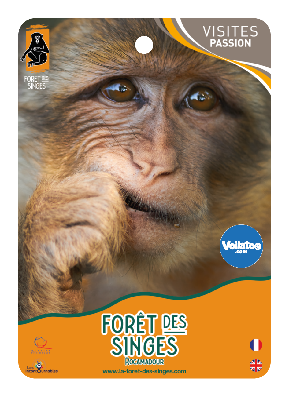La forêt des singes